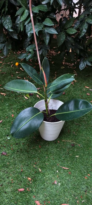 Ficus Elástica Planta Natural