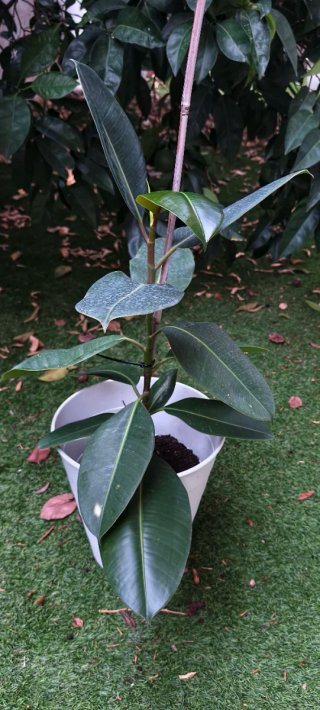 Ficus Elástica Planta Natural