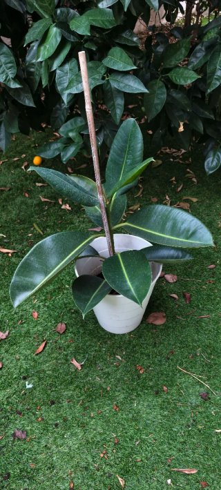 Ficus Elástica Planta Natural