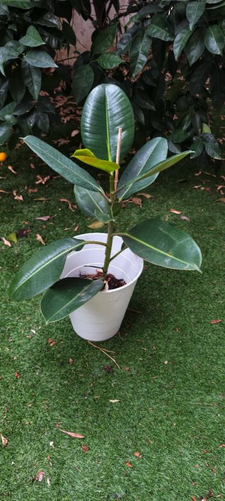 Ficus Elástica Planta Natural