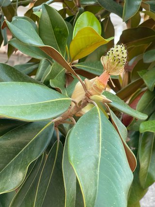 Magnolio Grandiflora 2’8 m