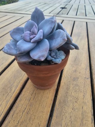 SUCULENTA GRAPTOPETALUM