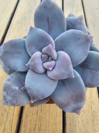 SUCULENTA GRAPTOPETALUM
