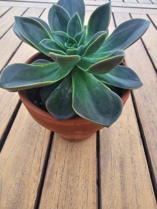 SUCULENTA ECHEVERIA MELACO
