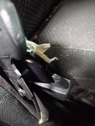 ENGANCHE CINTURON TRASERO CENTRAL Toyota Corolla Verso (R1)(2004->)