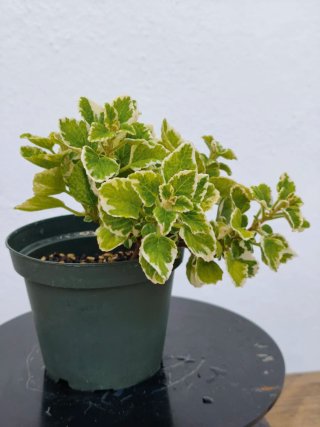 Planta de incienso aromática y bonita
