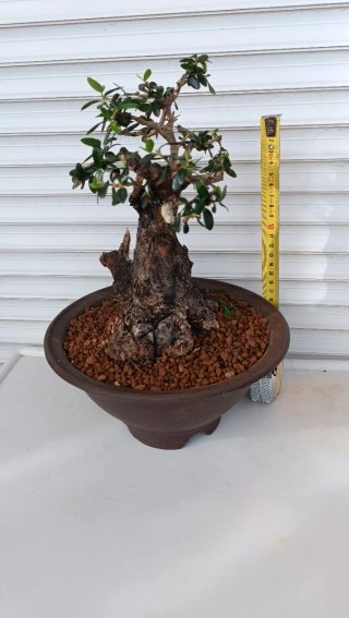 Bonsai Ullastre Shohin Macetas + Rollos de Alambre