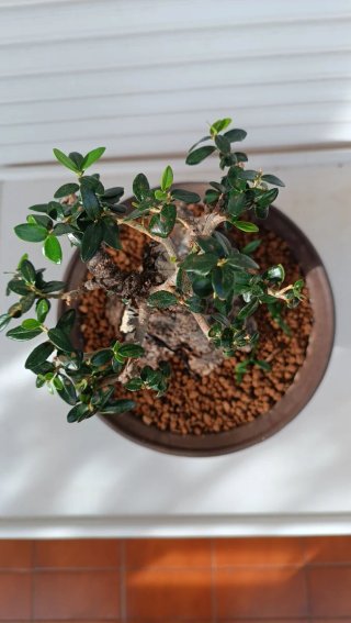 Bonsai Ullastre Shohin Macetas + Rollos de Alambre