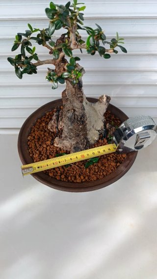 Bonsai Ullastre Shohin Macetas + Rollos de Alambre