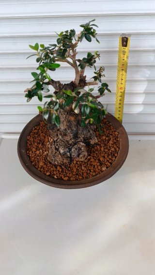Bonsai Ullastre Shohin Macetas + Rollos de Alambre