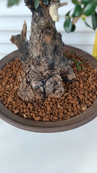 Bonsai Ullastre Shohin Macetas + Rollos de Alambre