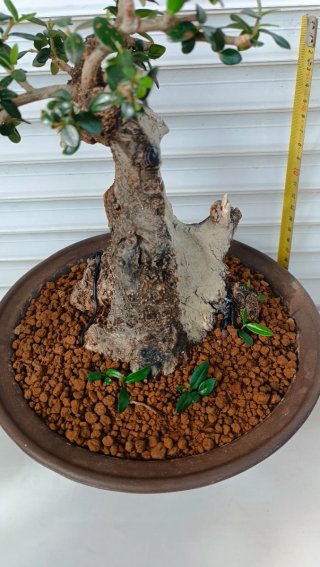 Bonsai Ullastre Shohin Macetas + Rollos de Alambre