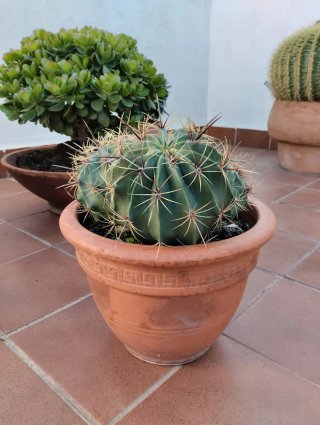 Cactus en maceta de barro