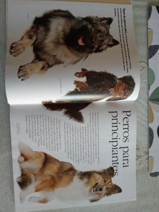 Guía visual del perro: como escoger al perro ad...