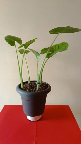 Maceta con Cuatro Bonitas Plantas de Alocasia