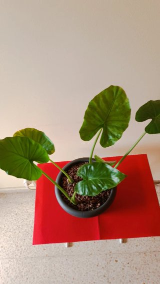 Maceta con Cuatro Bonitas Plantas de Alocasia