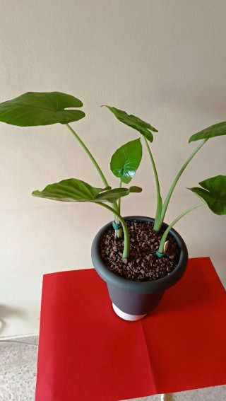 Maceta con Cuatro Bonitas Plantas de Alocasia