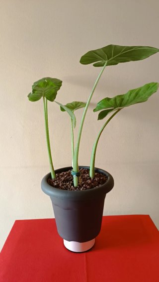 Maceta con Cuatro Bonitas Plantas de Alocasia