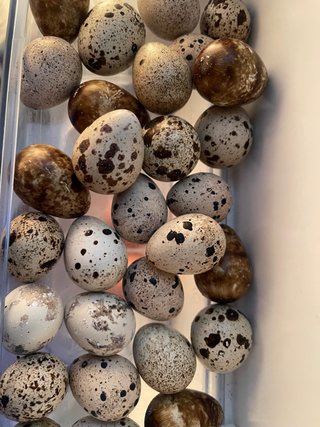 Huevos de codorniz frescos para consumo