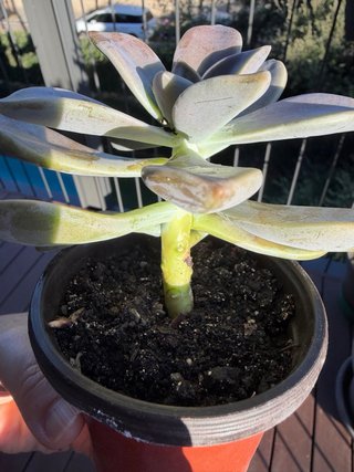 Planta Graptopetalum paraguayense