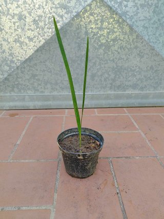Pianta palma Butia capitata h 20-25 cm