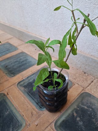 PIANTA DI GOJI LYCIUM BARBARUM GIALLO AMBER SWEET