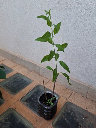 PIANTA DI GOJI LYCIUM BARBARUM GIALLO AMBER SWEET
