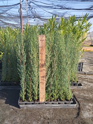 Lote 200 Ciprés Seto 40-50cm envío incluido