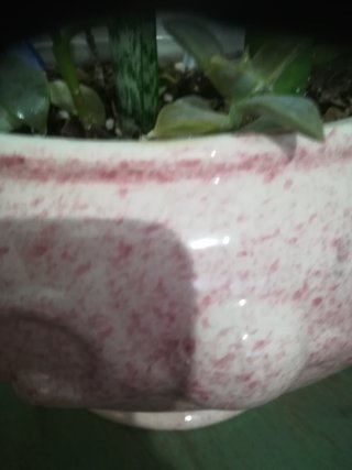 Plantas variadas en maceta