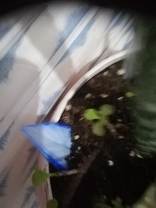 Plantas variadas en maceta