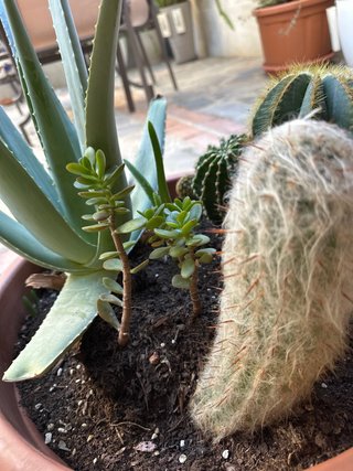 Maceta con cactus