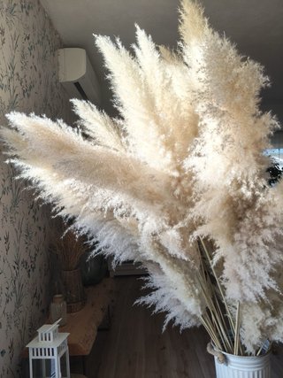 Pampas naturales XXL  140/150 cm Muy frondosas