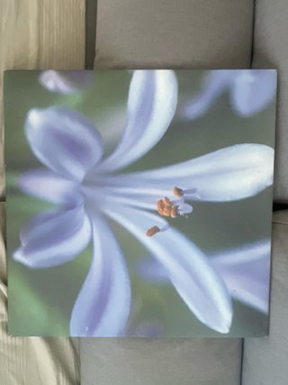 Cuadro de flor morada y verde