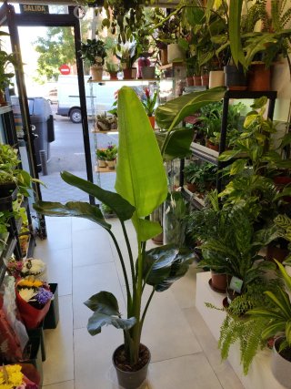 Strelitzia Nicolai Grande