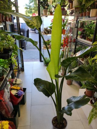 Strelitzia Nicolai Grande