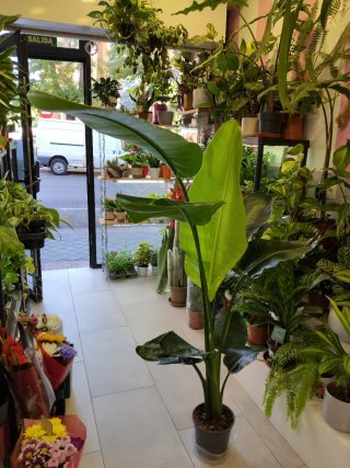 Strelitzia Nicolai Grande
