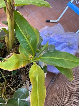 Planta de Plátano en Maceta