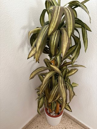 Planta Artificial Decorativa