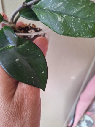 Hoya Stardust