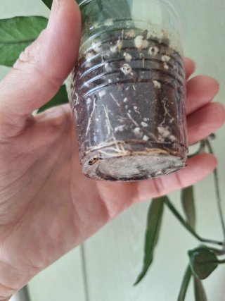Hoya Stardust