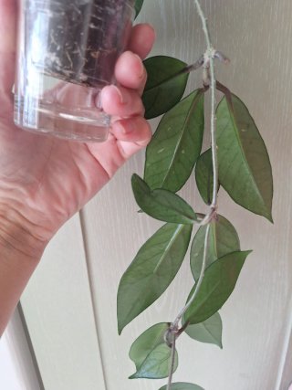 Hoya Stardust