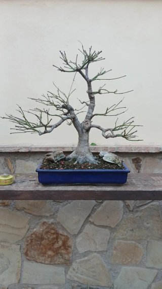 Bonsái en maceta azul