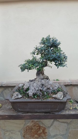 Bonsái árbol con maceta