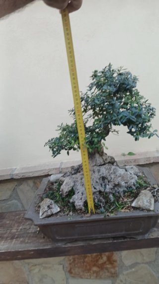 Bonsái árbol con maceta