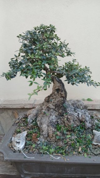 Bonsái árbol con maceta
