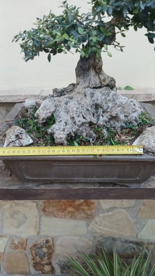 Bonsái árbol con maceta