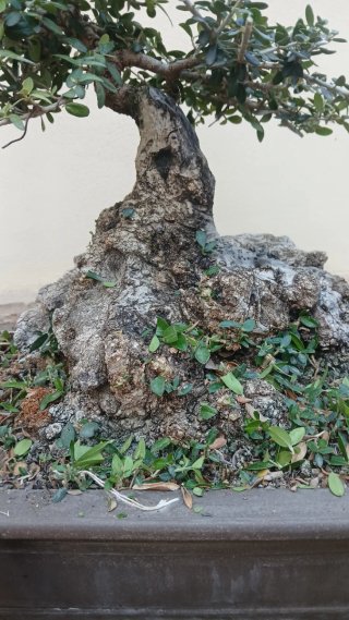 Bonsái árbol con maceta