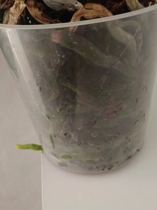 Orchidea Phalaenopsis con quattro vasi trasparenti
