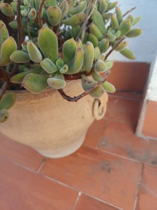Suculenta en maceta de barro