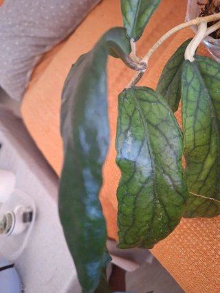Hoya Vitellinoides